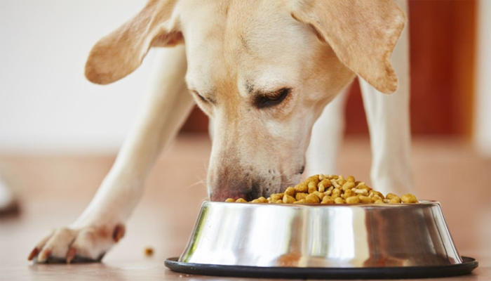 How Long to Feed a Dog Puppy Food? Learn When to Switch to Adult Dog Food