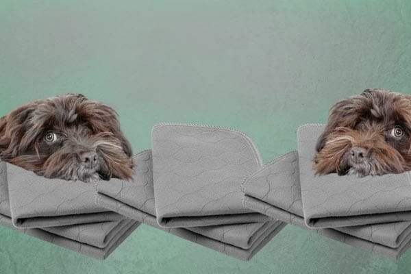 How We Chose The Best Pee Pads For Puppies