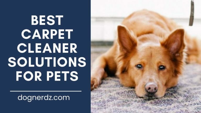 10 Best Carpet Cleaner Solutions For Pets in 2022