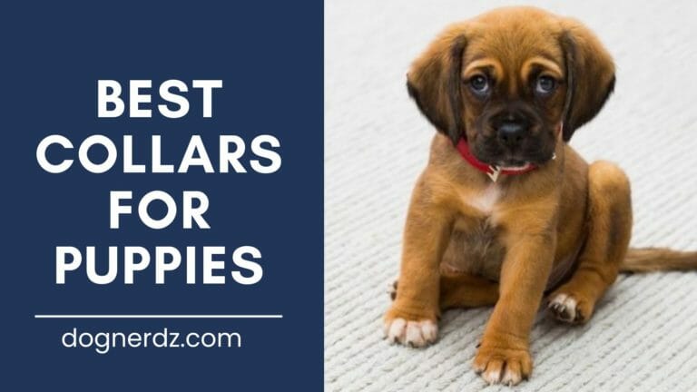 10 Best Collars For Puppies in 2023