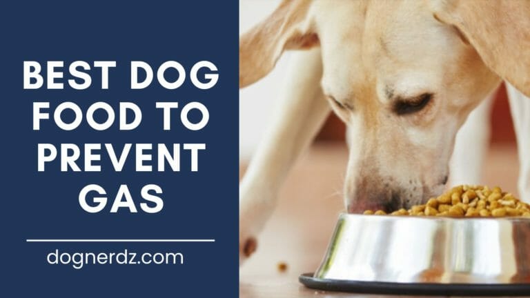 12 Best Dog Food to Prevent Gas in 2023