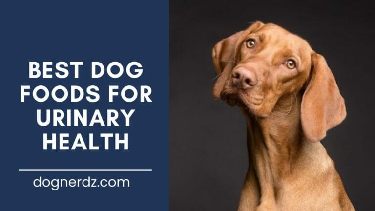 7 Best Dog Foods For Urinary Health in 2024