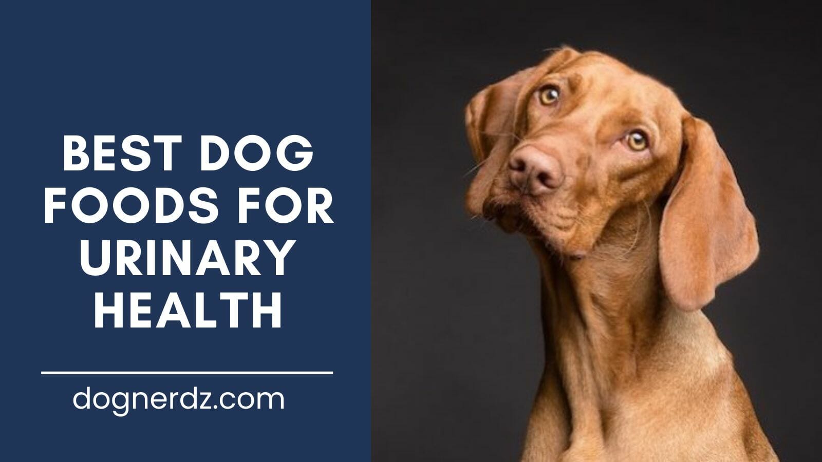 review of best dog foods for urinary health