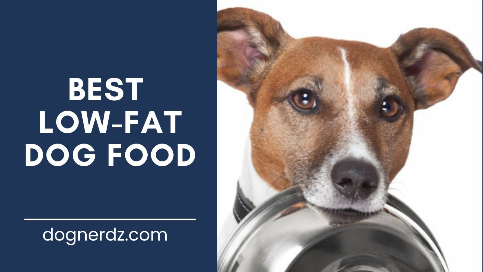 review of the best low-fat dog food