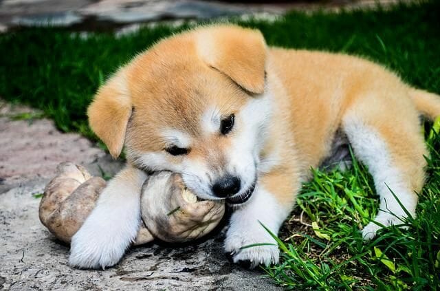 how to know when a puppy is done teething