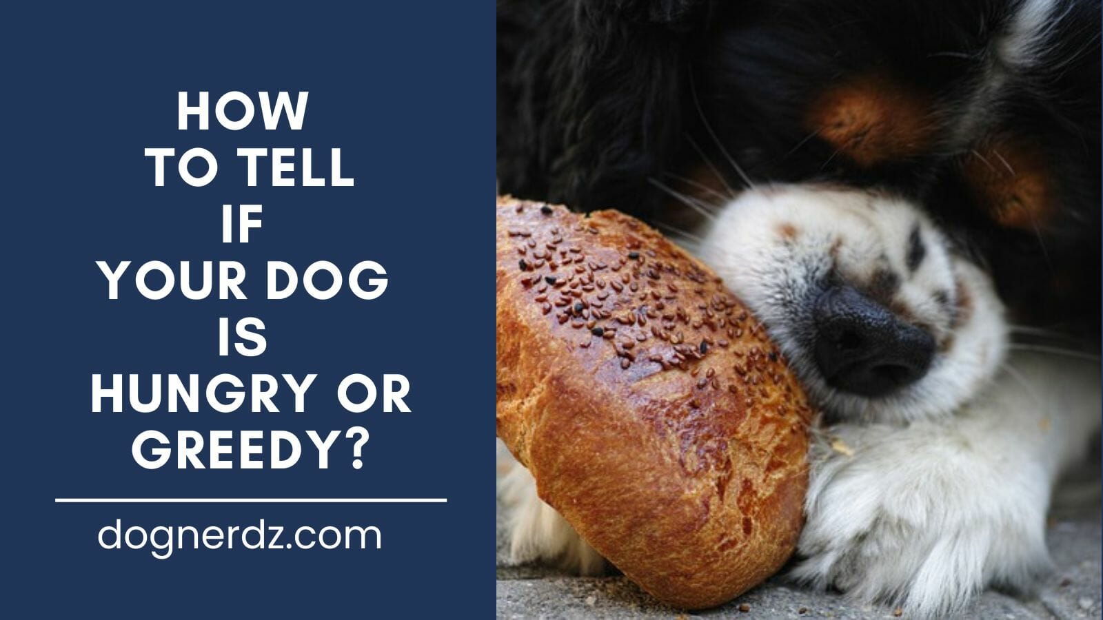 guide on how to tell if your dog is hungry or greedy