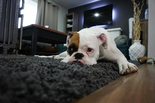 household using the best carpet cleaner solution for pets