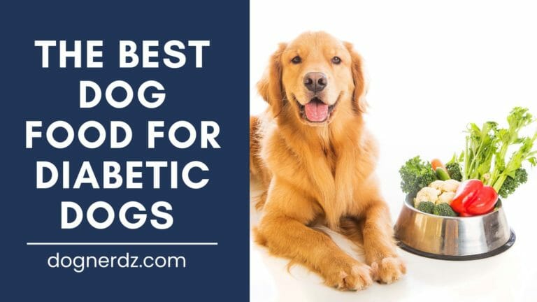 The Best Dog Food For Diabetic Dogs in 2024