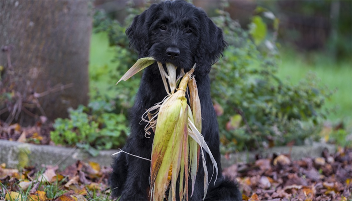 Black Dog biting corn plants