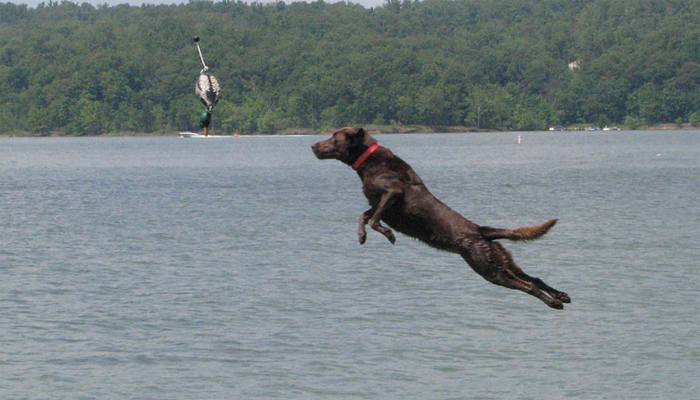 Black Dog dock diving