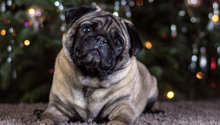 What to Think About Before Getting a Pug?