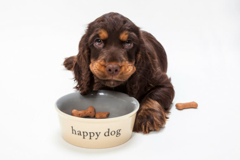 Best Dog Food for Cocker Spaniels in 2024