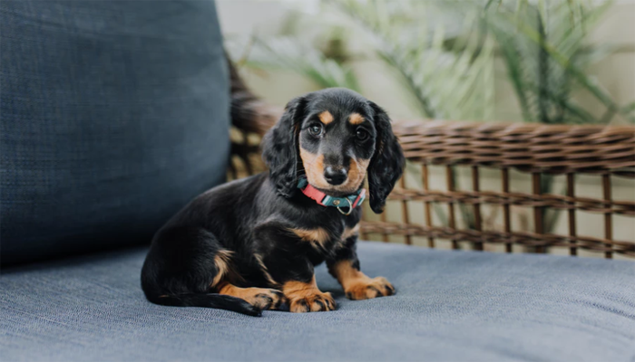 12 Best Dog Food for Dachshunds in 2022
