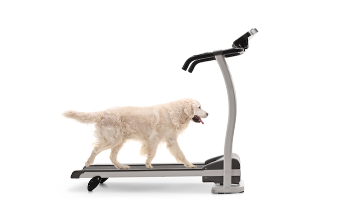 8 Best Dog Treadmills in 2022