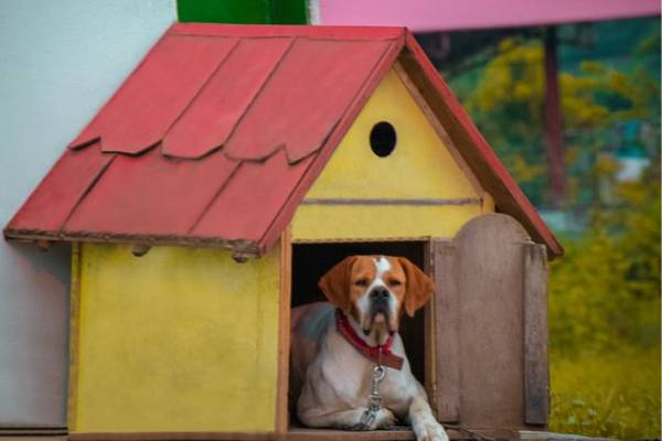 How We Assessed the Best Dog House Heaters on the Market