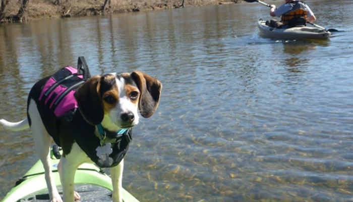 Dog over the Kayak