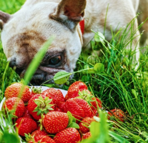 Dog smelling strawberries