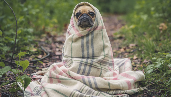 Pug covered with blanket