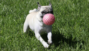 Pug playing ball
