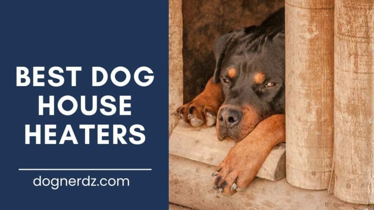 5 Best Dog House Heaters in 2024