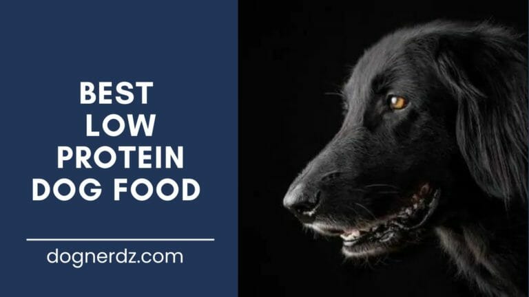 Best Low Protein Dog Food in 2023