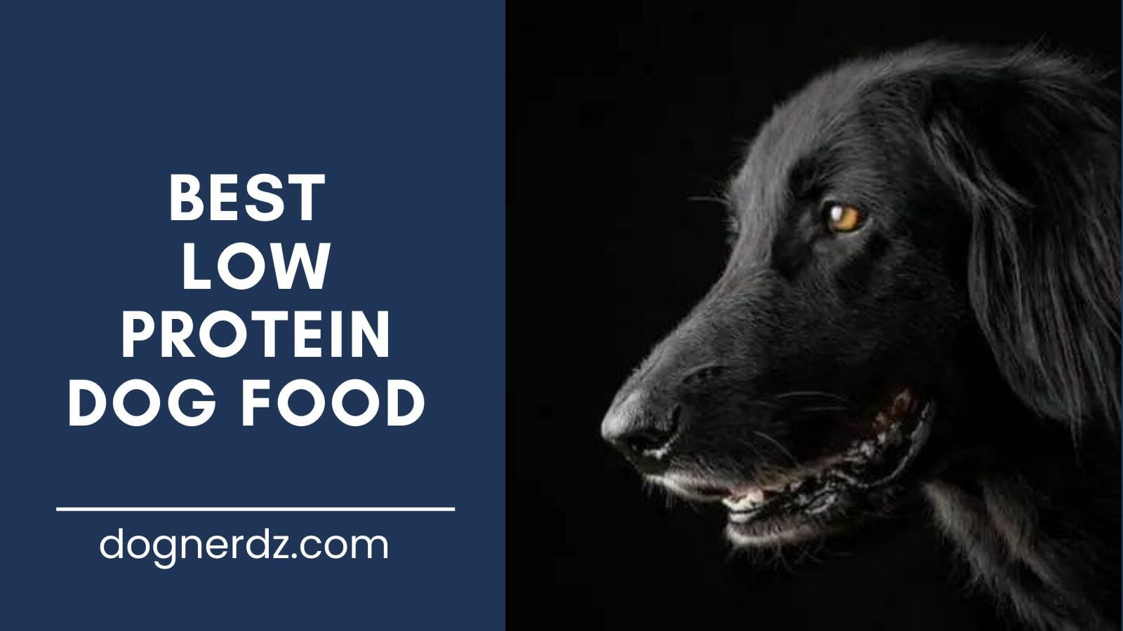 review of the best low protein dog food