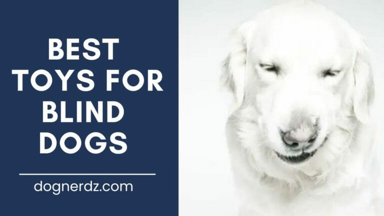 review of best toys for blind dogs