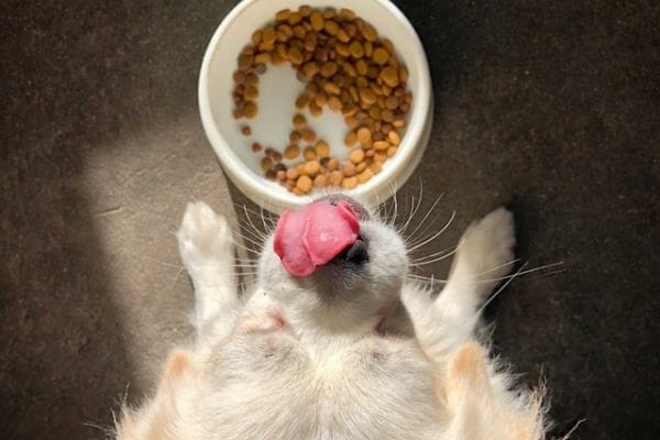 dog eating earthborn holistic food before recall