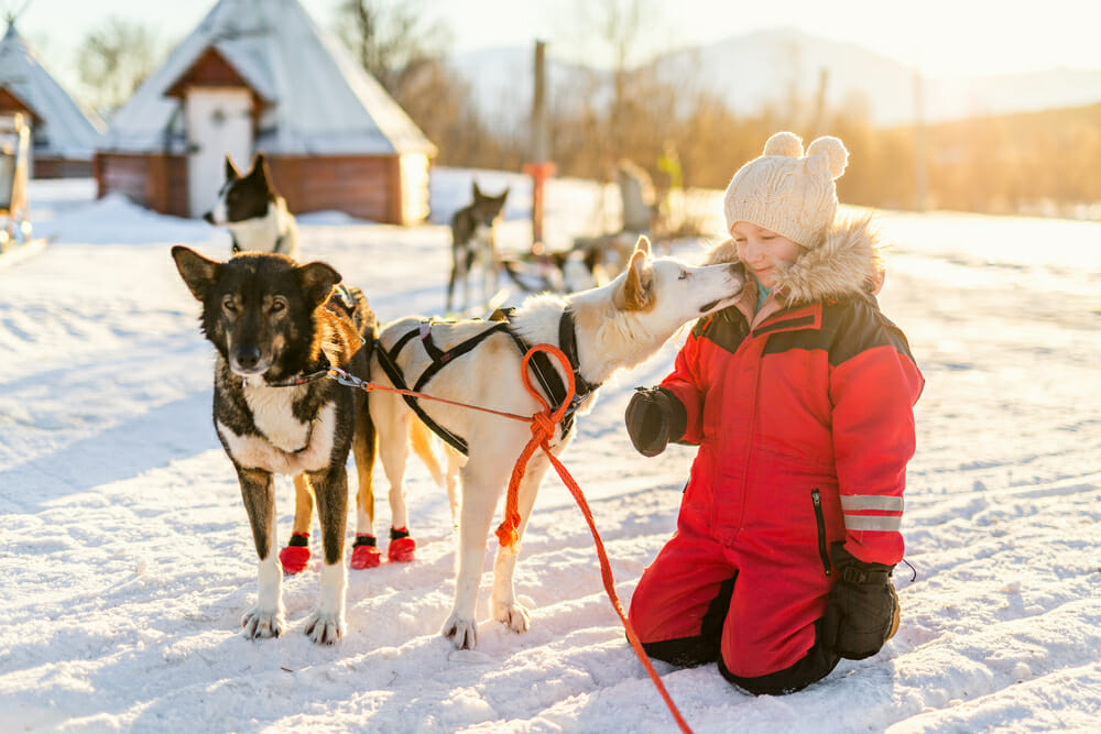 Little girl petting Sled Dogs