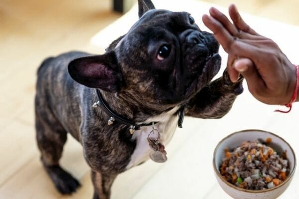 dog eating earthfood holistic food after ingredient analysis