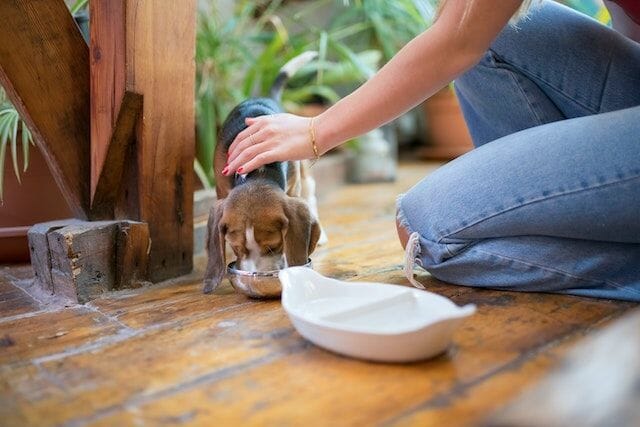 Keeping an Eye is a Safety Concerns With Feeding Chicken to Your Dog