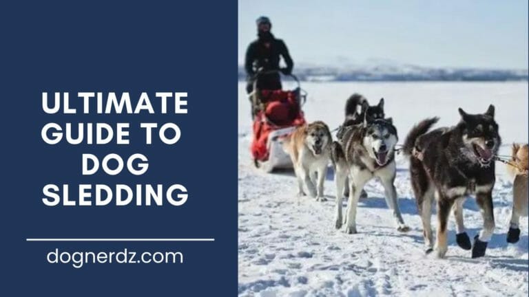 ultimate guide to dog sledding
