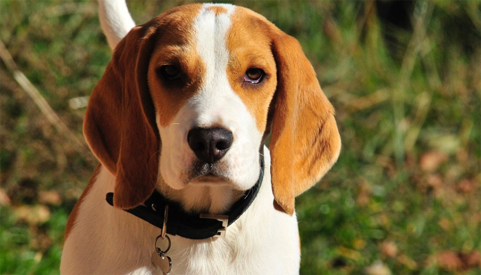 7 Best Dog Foods for Beagles in 2022