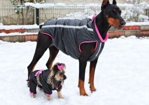 Big and small dogs with accessories