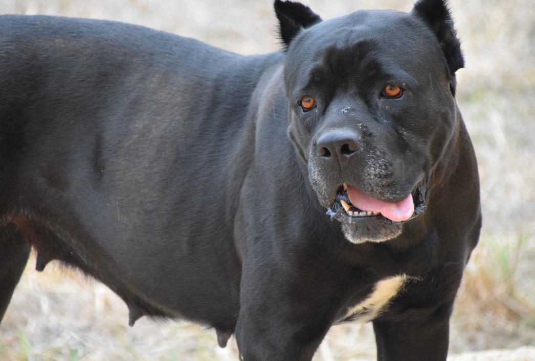5 Interesting Facts About the Cane Corso Hassle-Free Grooming