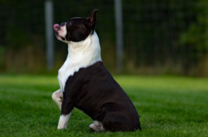 Boston Terrier on grassy field