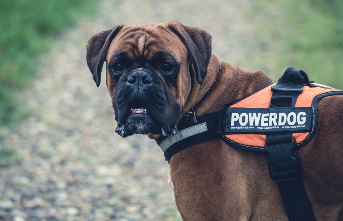 5 Interesting Facts About the Cane Corso Stubborn & Strong-Willed Breed