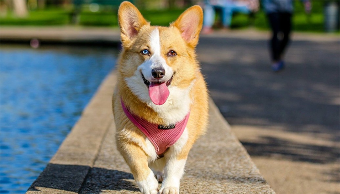 Best Dog Foods for Corgis in 2022