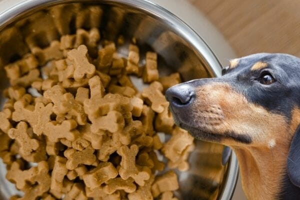 Why Does Dog Food Smell So Bad? The Truth Revealed!