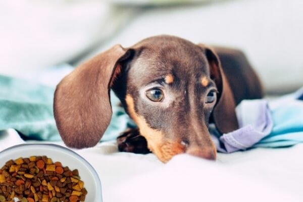 Buyers Guide for Dachshunds Dog Food 