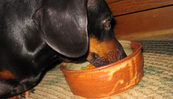 Feeding a Dachshund – What to Think About