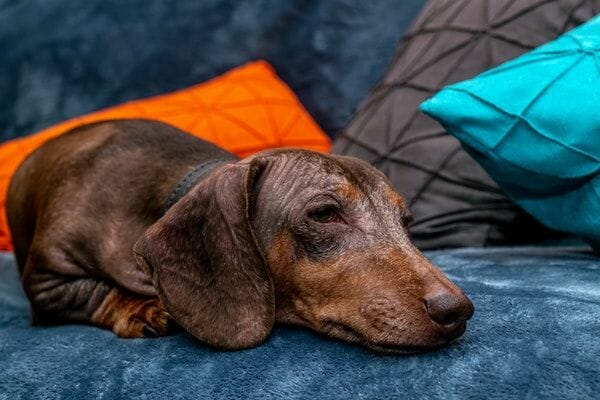 dachshunds with common allergies 