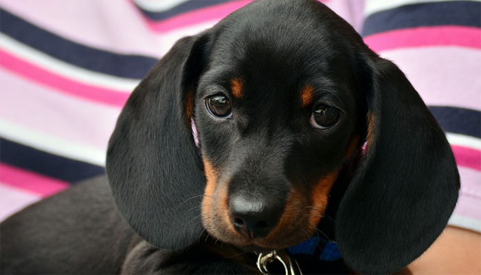 Caring for a Dachshund Puppy