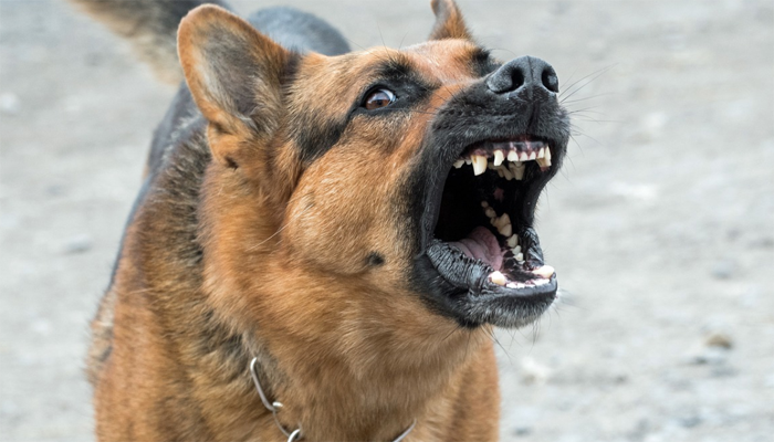 Combating Destructive Behavior in Dogs