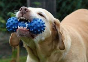 Dog biting a blue toy
