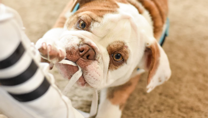 6 Best Anti-Chew Sprays for Dogs in 2022