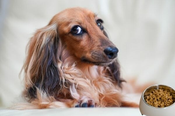 guide on how we chose our top 12 dog food for dachshunds