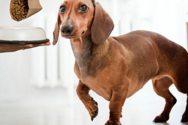 Dachshund with Nutritional Needs