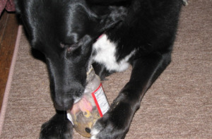 Dog licking empty bottle of peanut butter