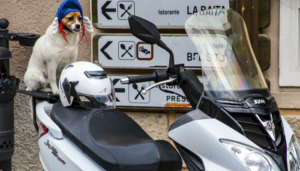 Dog on a motorcycle